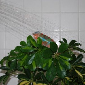 shower001