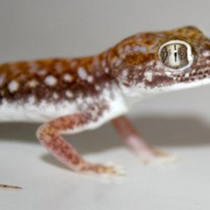 Tequila, my cat eye gecko :)