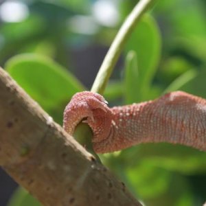 more lizards 006