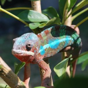 more lizards 007