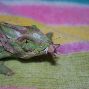 more lizards 002
