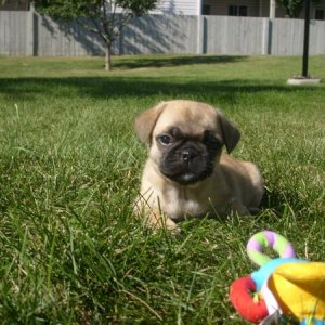 My new puppy