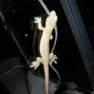 House gecko on sliding glass door