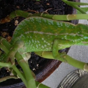 male carpet
