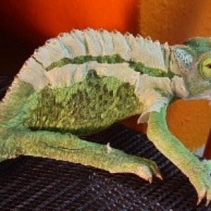 my male jackson