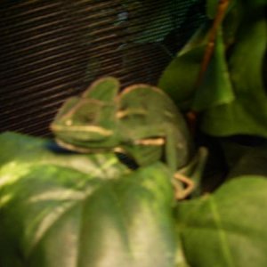 female veiled