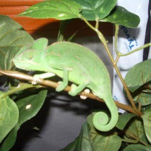 female veiled