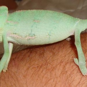 chameleon