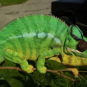 neon Mufasa