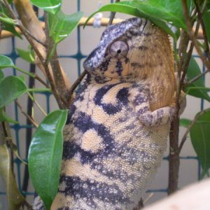 WC Adult Mitsio female