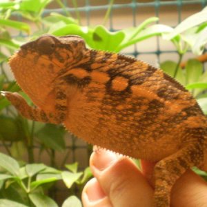GT3 Mitsio female