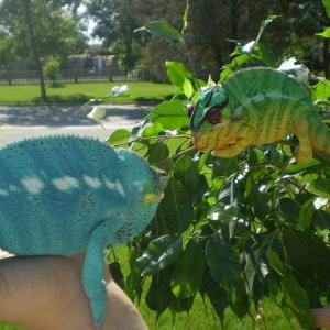 Blue and green
