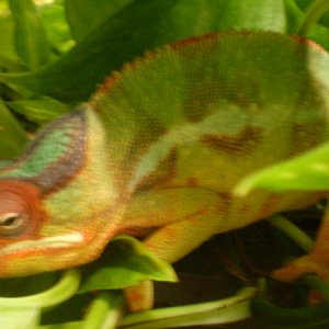 Baraka trying to sleep