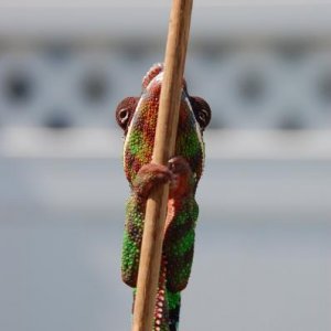 Geronimo playing hide and seek