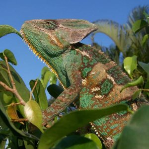 Luie in the top of his tree in the back yard.  14 months old