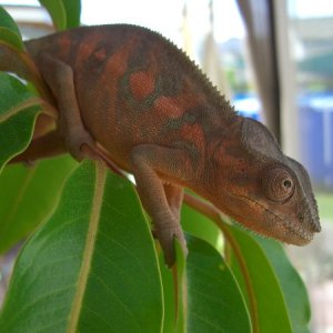 pink panda 5 1/2 months old