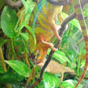 Ambilobe