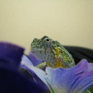 IMG 0253