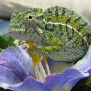 IMG 0247