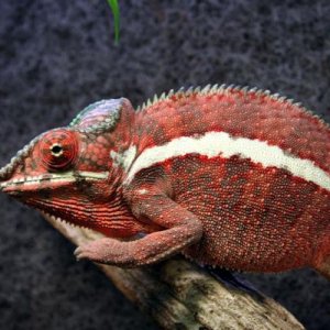 Furcifer pardalis "Ankaramy" - male