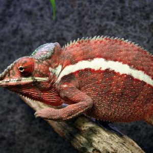 Furcifer pardalis "Ankaramy"  - male