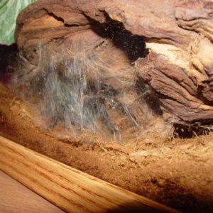 Priscilla, my boyfriend's cobalt blue tarantula, making her little death trap.  Hee hee.