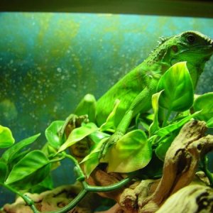 Delana basking in her favorite spot.  Not really sure if it's a female, but that's what I'm leaning towards.