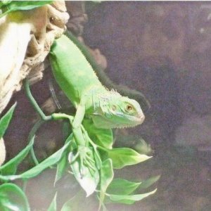 Delana hangin' out to and trying get to her favorite treat.   Mmmm...collard greens.