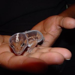 Forest the African Fat-tailed Gecko.  I had to rescue him from my twelve year old sister after six months of neglect.  He is the sweetest little critt