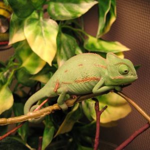 Cham chillin out on his fake vine.