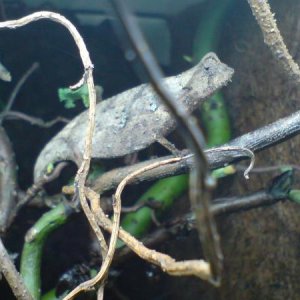 brookesia superciliares