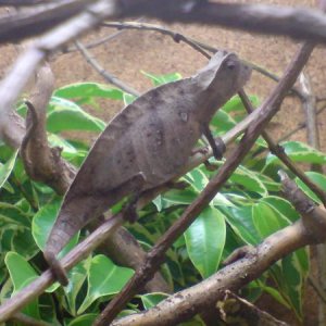 brookesia superciliares
