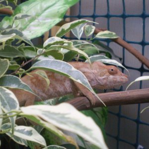 Ariel- Nosy Faly female