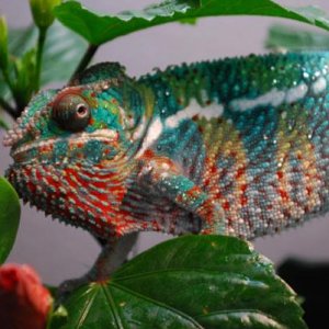 smallDSC 1184