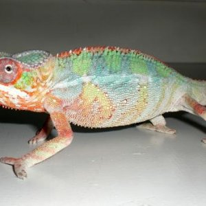 Spark 4 months old