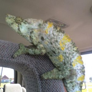 my new meller named Gator on the ride home