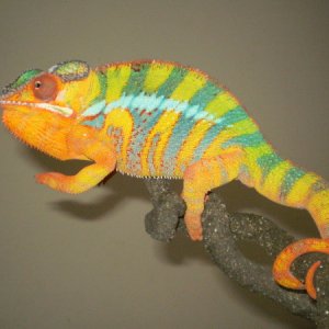 1 of our WC Blue bar Breeders
