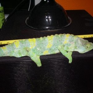 Gator my new mellers