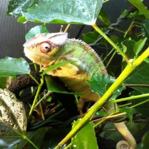 Zaphod, 10 months old, 2 weeks new, showing off some awesome yellow & red for me!