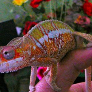 Showing color after 1st shed