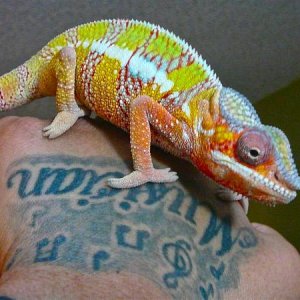 Colors more defined after 2nd shed