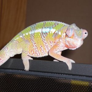 hanging out on his front door