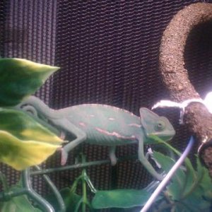 chameleon2