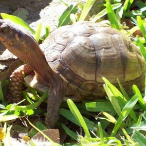 Bebop the box turtle