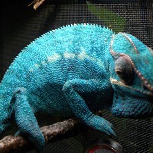 Just hanging out... these are his normal colors... he's not even fired up in this pic.