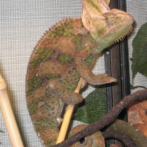 this is him before shedding