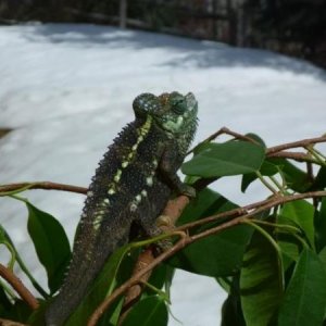 snownelii