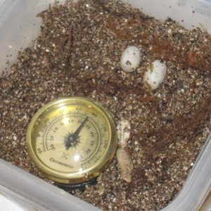 Baby 1 hatching!