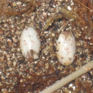 Babies 1 & 2 hatching!