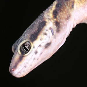 gecko diag